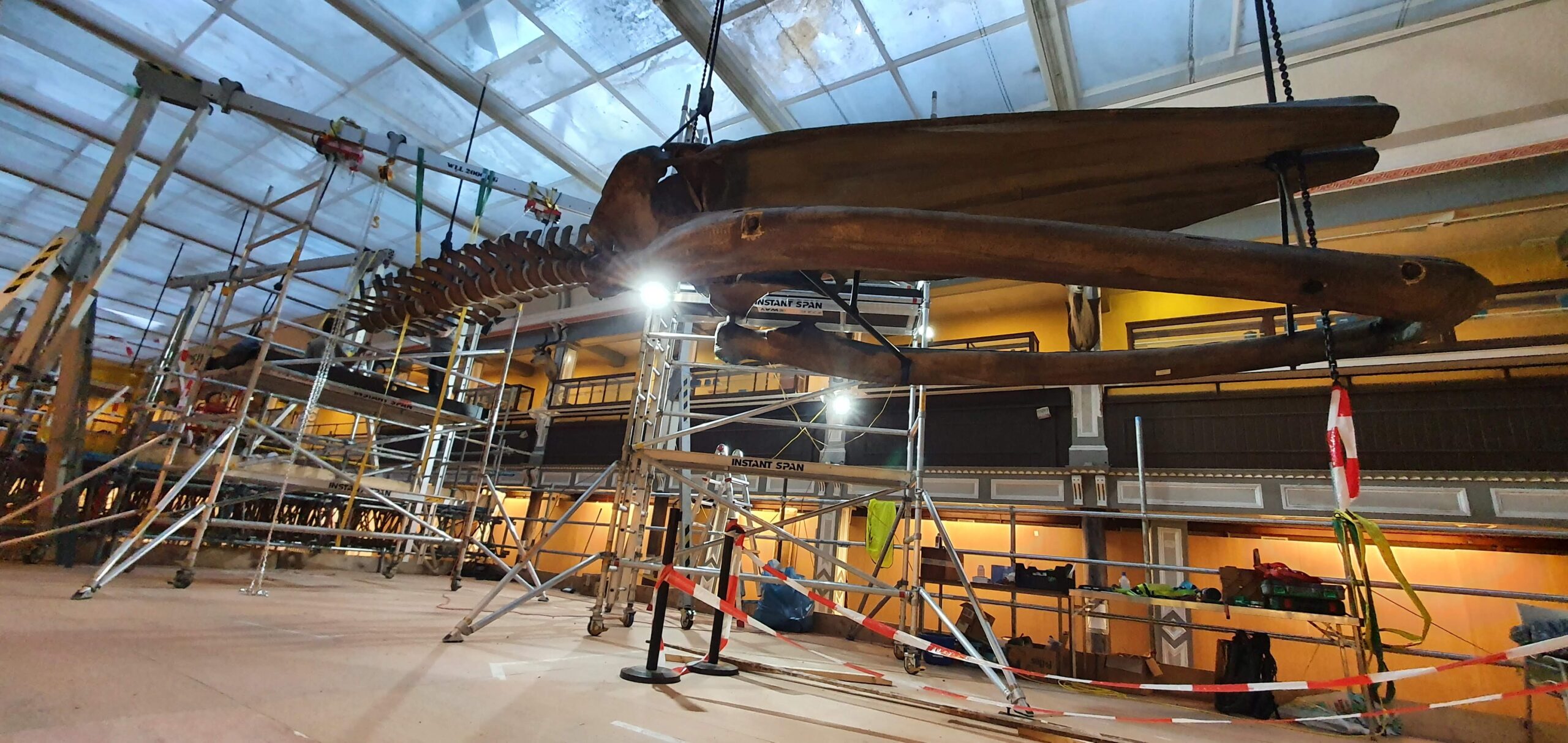 Large fin whale skeleton under the Victorian glass roof structure, with scaffolding surrounding it. 