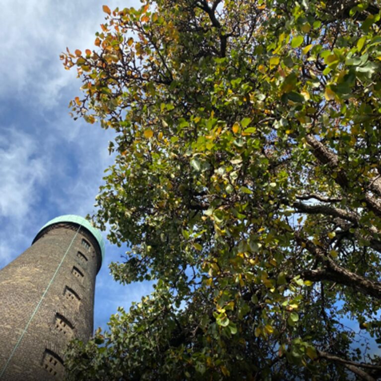 A Single Pear Tree Sits at the Heart of these Lands
