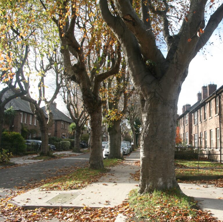 Walking Tour of Iveagh Gardens, Crumlin